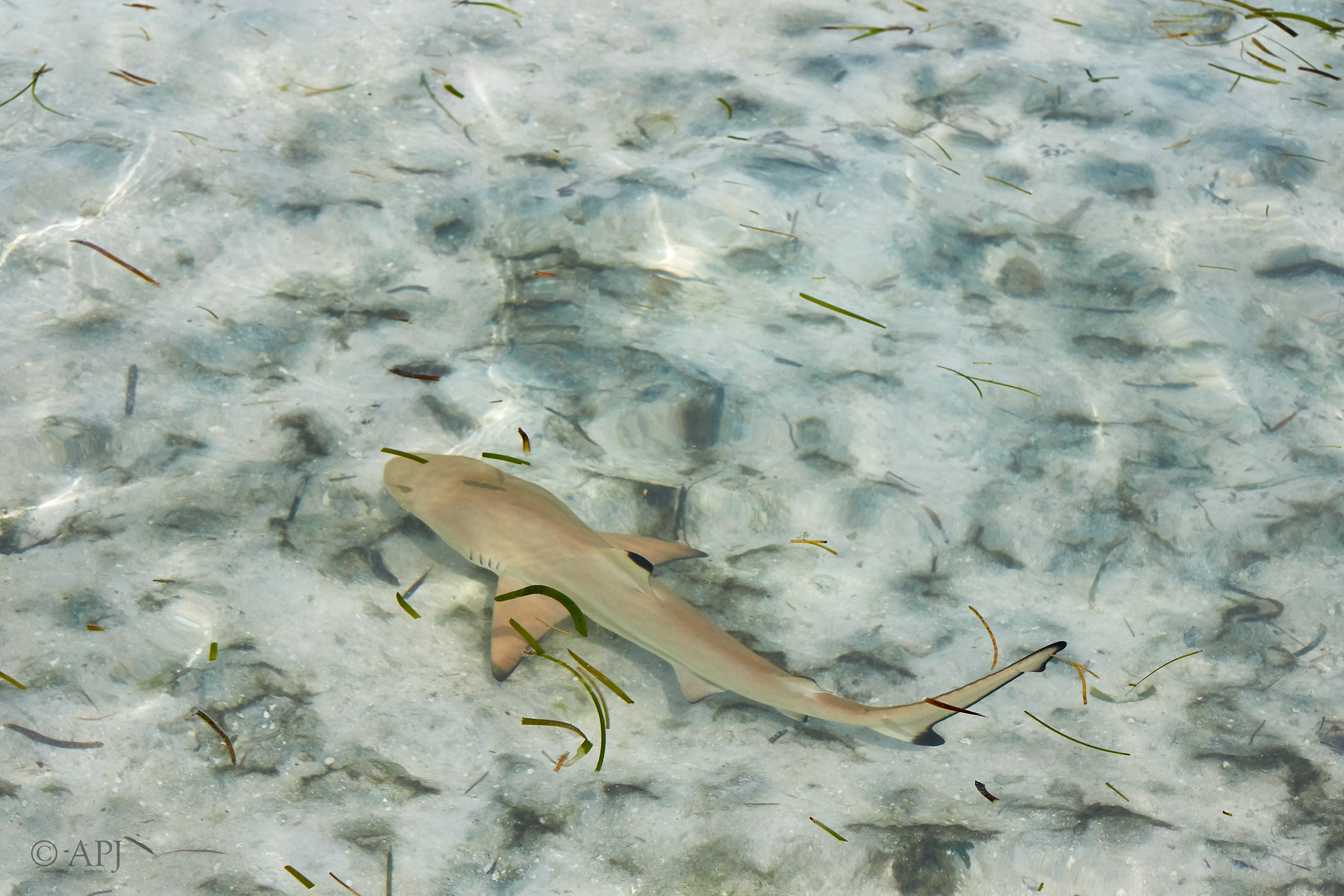 003846 21 08 17  Canon EOS 7D Mark II   Malediven2017